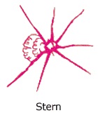 steinschlag-stern